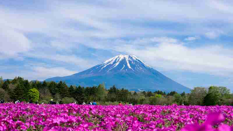 Beautiful view of Mount Fuji with colorful flower field in spring., tags: fujinomiya und - pexel