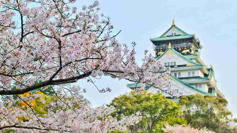 Capture of Osaka Castle surrounded by beautiful cherry blossoms during spring. A stunning blend of nature and architecture., tags: japans - pexel